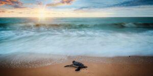 baby turtle on the beach at sunset