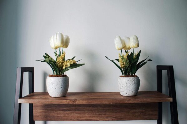 brown wooden table with two white potted white tulips